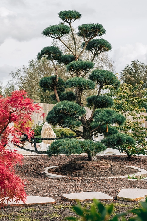 Bonsai Japanhaus Sand Eventlocation Ortenau